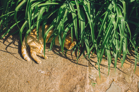 An adorable and relaxed orange cat lounging peacefully amidst lush greenery in natureの写真素材