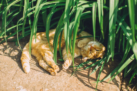 An adorable and relaxed orange cat lounging peacefully amidst lush greenery in natureの写真素材