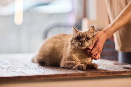 Enjoying some relaxing moments with cat massage therapy can bring great joy and comfortの写真素材