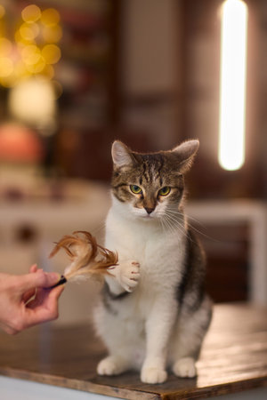A Playful Cat is Joyfully Enjoying Its Leisure Time while Engaging with a Fun Toyの写真素材