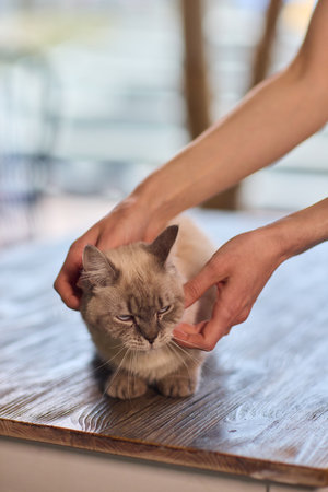 Enjoying some relaxing moments with cat massage therapy can bring great joy and comfortの写真素材