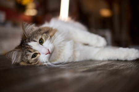A Cute Cat lounging comfortably in a Bright and inviting Living Room filled with light