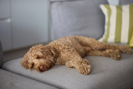 A Lazy Dog is Enjoyably Relaxing on a Comfortable Couch in a Cozy Indoor Environmentの写真素材