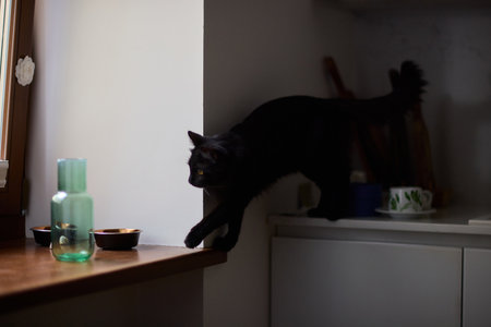 A curious black cat explores the kitchen counter, sniffing utensils and glasswareの写真素材
