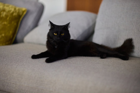 A Cozy Black Cat Relaxing Comfortably on a Soft Couch in a Warm Indoor Space, Radiating Serenityの写真素材