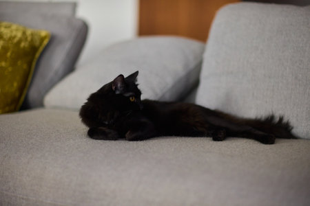 A Cozy Black Cat Relaxing Comfortably on a Soft Couch in a Warm Indoor Space, Radiating Serenityの写真素材