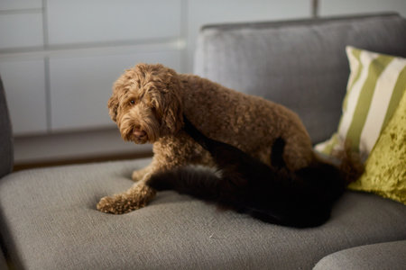 A Lazy Dog is Enjoyably Relaxing on a Comfortable Couch in a Cozy Indoor Environmentの写真素材