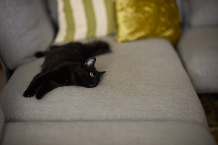 A Cozy Black Cat Relaxing Comfortably on a Soft Couch in a Warm Indoor Space, Radiating Serenityの写真素材