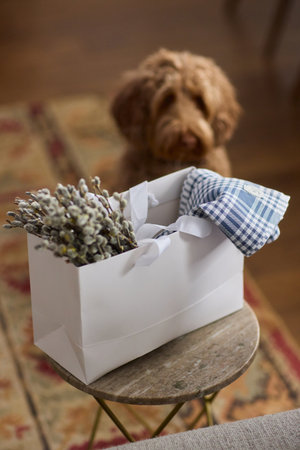 An Adorable Dog in a Cozy and Inviting Setting