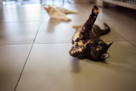 A Playful Cat is Joyfully Enjoying Its Leisure Time while Engaging with a Fun Toyの写真素材