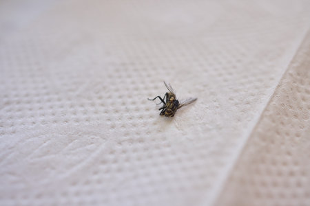 A closeup view of a delicate hand graciously holding a small bee, capturing natures beautyの写真素材