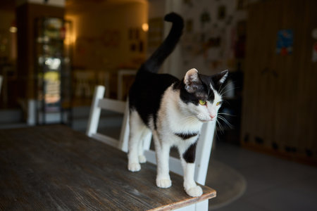 A Cute Cat lounging comfortably in a Bright and inviting Living Room filled with light