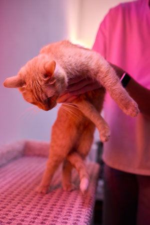 A Charming Cat, Comfortably Held in Hands, Showcasing Its Striking Eyes