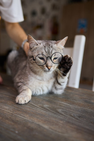 A Sweet and Fun Moment Featuring a Cat Wearing Stylish Glasses That Captivates Heartsの写真素材