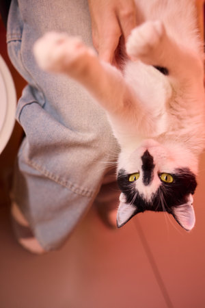 Enjoying some relaxing moments with cat massage therapy can bring great joy and comfort