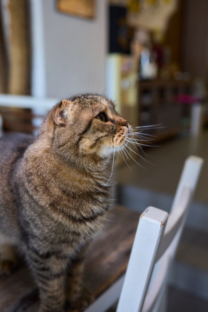 A Cute Cat lounging comfortably in a Bright and inviting Living Room filled with light