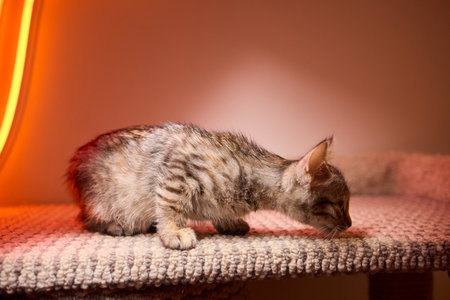 The calm cat is nestled in its cozy bed, enjoying restfulness and showing its beautyの写真素材