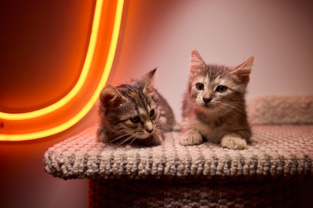 The calm cat is nestled in its cozy bed, enjoying restfulness and showing its beautyの写真素材