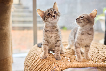 The calm cat is nestled in its cozy bed, enjoying restfulness and showing its beautyの写真素材