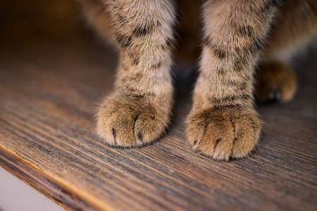 A Heartwarming Pet Bonding Moment The Beautiful Connection of Hand and Paw Togetherの写真素材