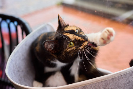 A Playful Cat is Enjoying a Nap in a Comfortable and Cozy Hammock That Swings Gentlyの写真素材