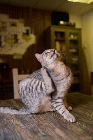 Playful Cat Yoga Enjoying a Cozy Stretching Moment Together with Your Feline Friendの写真素材