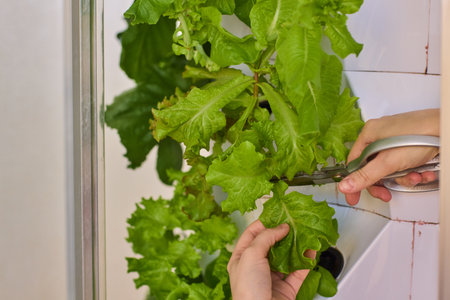 Harvesting Fresh Greens An Up Close Perspective on the Process of Cutting Fresh Lettuce