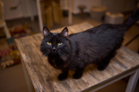 A cat lounging comfortably in a bright and inviting living room filled with lightの写真素材