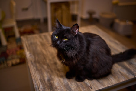 A Cute Cat lounging comfortably in a Bright and inviting Living Room filled with lightの写真素材