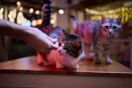 Two incredibly adorable cats are sharing a delightful moment together in a cozy indoor space