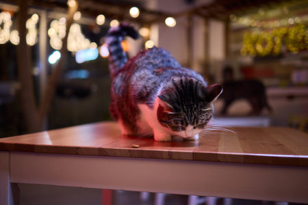 A Cute Cat lounging comfortably in a Bright and inviting Living Room filled with lightの写真素材