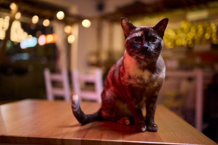 A Cat lounging comfortably in a Bright and inviting Room filled with lightの写真素材