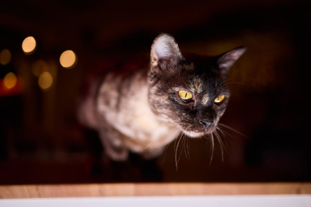A Cute Cat lounging comfortably in a Bright and inviting Living Room filled with light