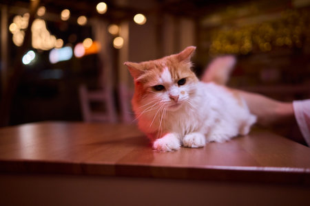 A Cat lounging comfortably in a Bright and inviting Room filled with lightの写真素材