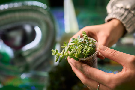 Indoor succulent planting scene, Closeup of hands planting miniature succulents, Capturing process of carefully inserting tiny succulents into damp soil with naturalの写真素材