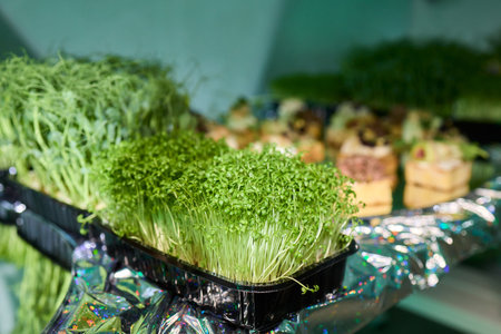 Detailed plant texture, Studying organic moss texture against shiny metallic backdrop, Assessment of vibrant moss and foil surface for green roofing or craft applicationsの写真素材