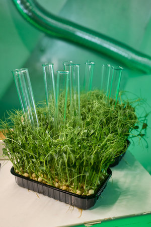 Detailed plant texture, Studying organic moss texture against shiny metallic backdrop, Assessment of...