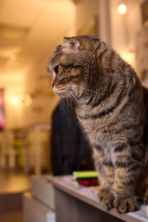 A Cute Cat lounging comfortably in a Bright and inviting Living Room filled with lightの写真素材