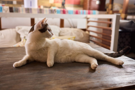 A Cute Cat lounging comfortably in a Bright and inviting Living Room filled with light