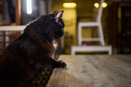 A Cute Cat lounging comfortably in a Bright and inviting Living Room filled with lightの写真素材