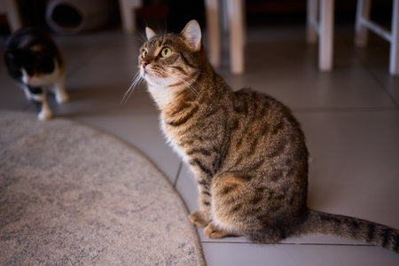 A Cute Cat lounging comfortably in a Bright and inviting Living Room filled with light