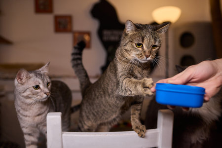 An adorable cat happily enjoying a tasty treat in the company of its favorite human friend