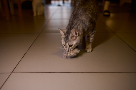 Tabby cat playing with toy mouse, soft warm light, focused whiskers and paws, alert posture, low...