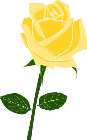 Yellow rose designの写真素材