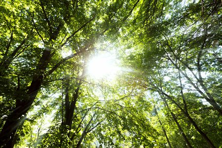 Green Forest Trees Tops and Sun Beams Through Leaves. Summer Sunny Landscapeの写真素材