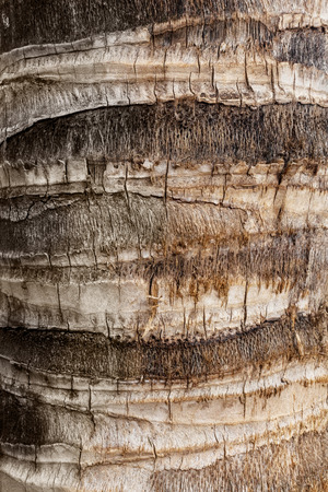 Bark of coconut palm closeup. Textural backgroundの写真素材