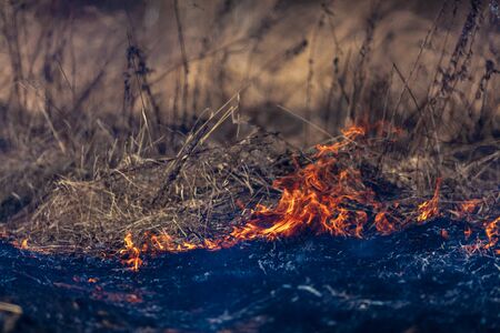 Field with burning dry grass. Fire forestの写真素材