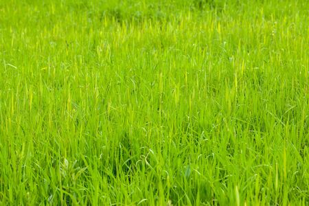 Green grass Background. Summer natural botanic texture. Green flooringの写真素材