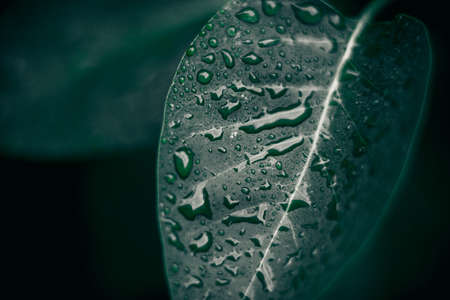 Green leaves texture. Plants background. Nature botanic conceptの写真素材