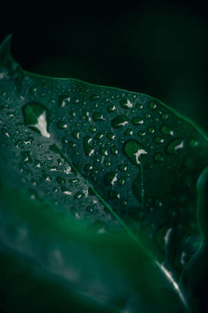 Green leaves texture. Plants background. Nature botanic concept